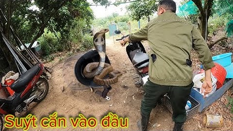 Cuộc Gọi Khẩn Cấp Suýt Bị Rắn Hổ Mang C.ắn Khi Chui Vào Mũ Bảo Hiểm Quá S.ợ H.ãi | Đại Vùng Cao