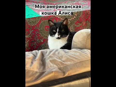 Катя из солнечной Джорджии 🇺🇸/ моя американская кошка Алиса 12 лет