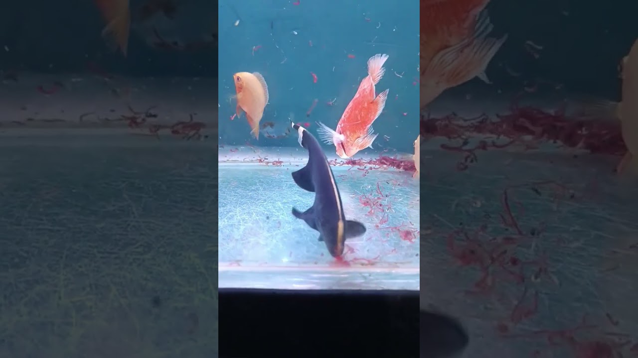 black ghost knife fish 