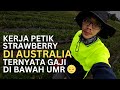 Pengalaman kerja pertama sebagai whv warrior di victoria australia