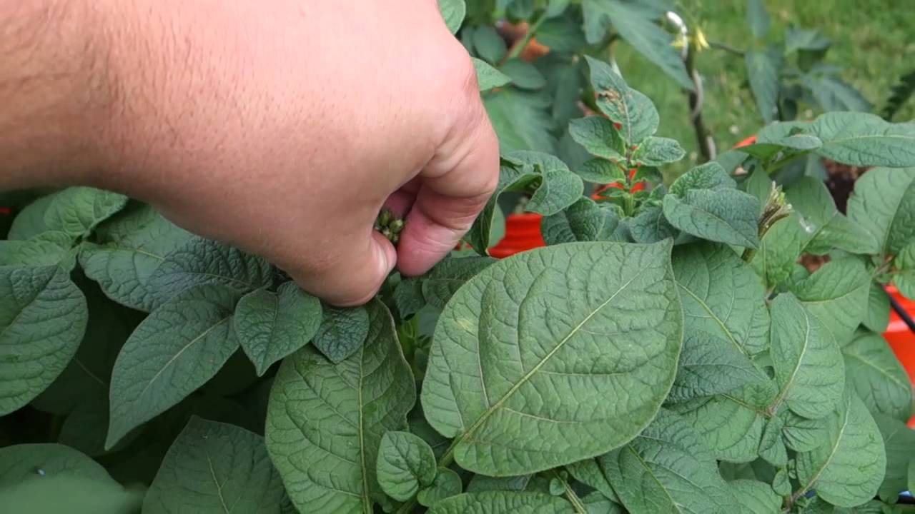Removing flower buds from potatoes YouTube