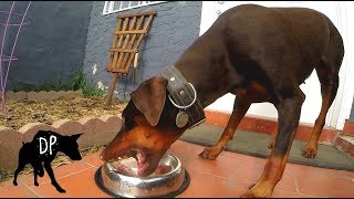 Kaia our 2 year old doberman enjoying her homemade raw dog food as
part of biologically appropriate diet. interested in supporting
channel for fr...