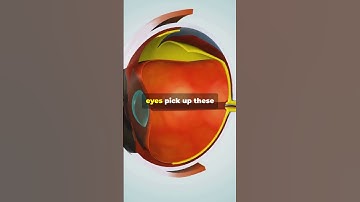 How We See Color | The Science of Color Perception Explained