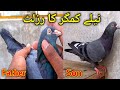 Neelay kamagar ne kamal ka result diya  03328494718  pigeons gallery 