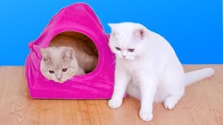 8 Amazing Ideas For Cat Owners