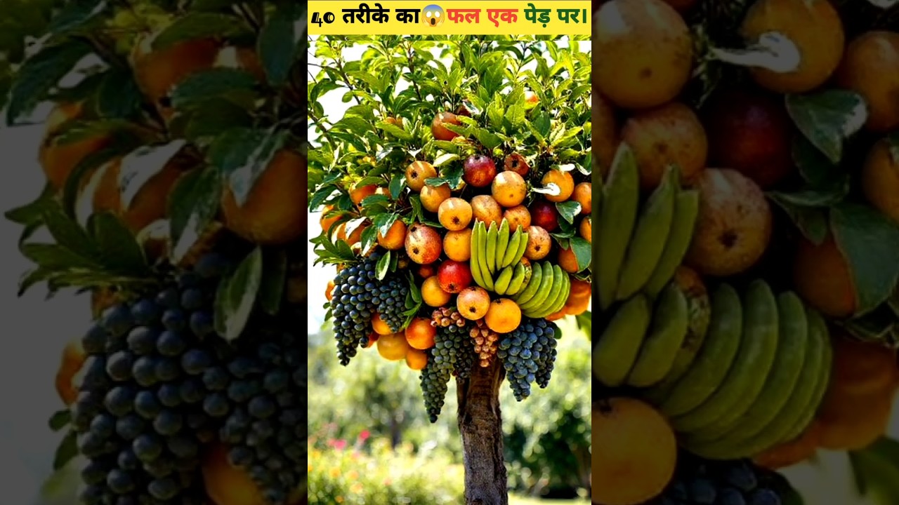 Tree of 40 fruits 😱🤩😱