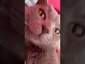 haha #cat #love