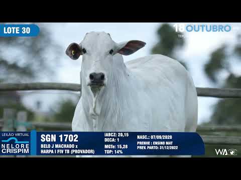 LOTE 30 SGN 1702