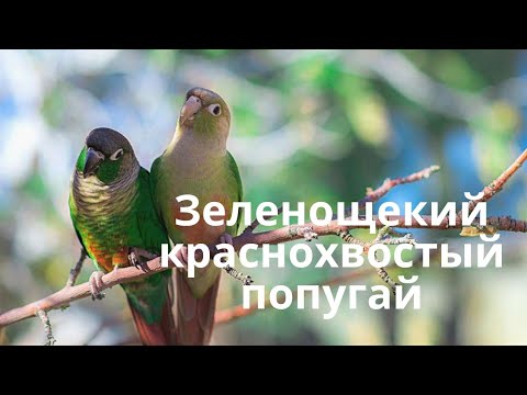 ЗЕЛЕНОЩЕКИЕ КРАСНОХВОСТЫЕ ПОПУГАИ В ДОМАШНИХ УСЛОВИЯХ 🐦🐦