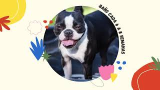 CUIDADOS DE LOS BOSTON TERRIER