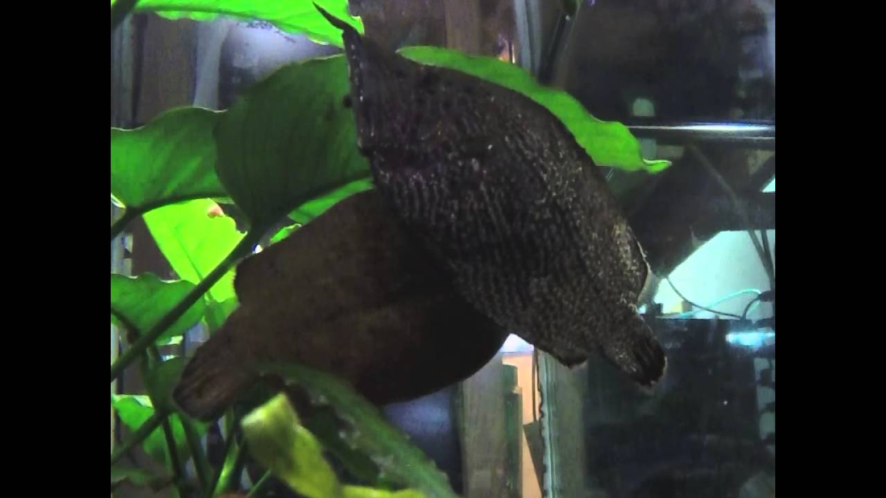 Amazon Leaf Fish Spawning YouTube