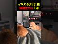 イタズラを誤魔化そうとする猫５選#cat #面白集 #ねこ #猫のいる暮らし