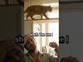 A Hostage Negotiator Talks A Cat Down From The Top Of The Fridge #Shorts