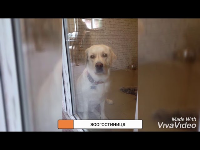 Зоогостиница в Покровке, Клинский район, МО