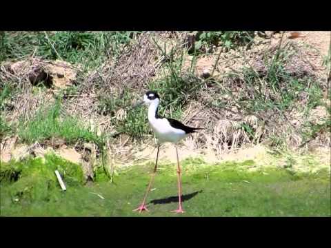 Video: Wat is de naam van de langbenige vogel?