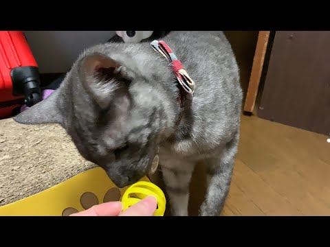 家の中で末っ子猫を見つける方法を発見しました【猫】