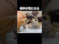 言葉なしに語り合う二人 #ミヤコヒキガエル #ペット #面白い