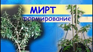 Мирт: формирование молодого растения. Результаты обрезки и прищипки.