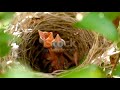 birds🐦🕊️ sound 💕😘