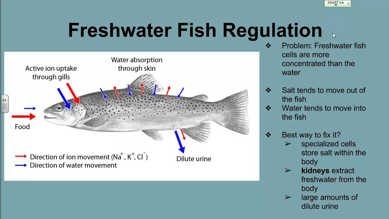 Fish and Water Regulation YouTube