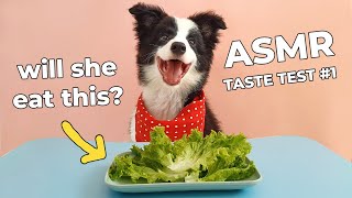 ASMR | Border Collie Puppy Taste Test