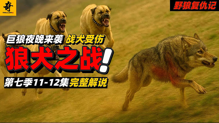 大型紀錄片【野狼復仇記】第七季11-12集，佩裏斯再救撒旦，夜晚狼群來襲，守衛犬集體出擊，戰犬最後受傷，第一場正面交鋒誰輸誰贏？#坎高犬#狼#牧羊犬#狗#狼群#土耳其#动物世界#動物解説#動物世界
