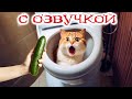 Приколы с котами! КОТ ЗАСТРЯЛ! Смешные коты С ОЗВУЧКОЙ! Самые смешные животные!