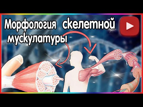 Морфология скелетной мускулатуры.