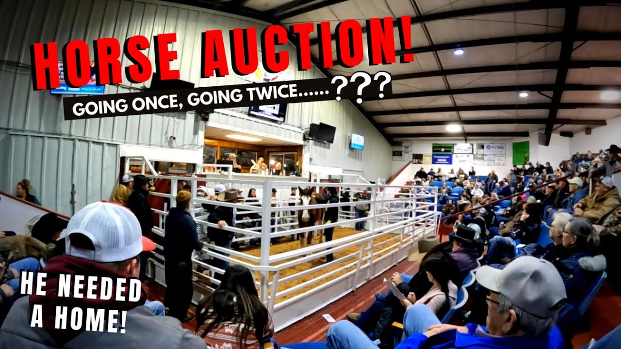 Аукцион Оливера — первая встреча с нашим спасённым клейдесдалем❤️