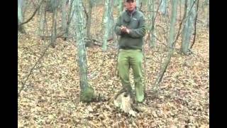 Greenbriar Verification of Bigfoot photo. Is this a Real Sasquatch?