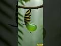 🐛Life of a Butterfly &ndash; You Won&rsquo;t Believe the Transformation 🦋 | Snapthos  #lifecycleofbutterfly