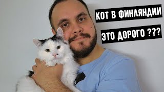 Взял кота в Финляндии | Цена, документы, уход, где искать