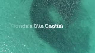 Download Lagu FAU Researcher to Make Big ‘Splash’ in NatGeo’s SharkFest MP3 Download Lagu FAU Researcher to Make Big ‘Splash’ in NatGeo’s SharkFest MP3