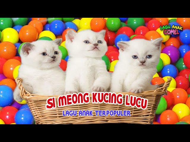 Si Meong Kucing Lucu Bermain Bola ~ Lagu Anak Terpopuler class=