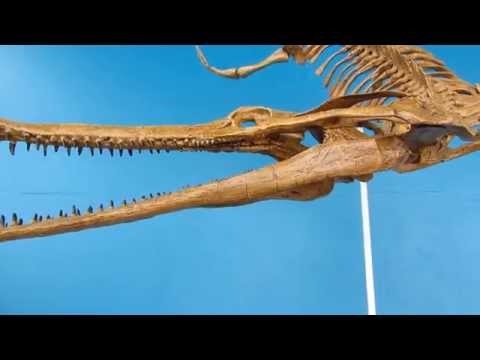 Champsosaurus laramiensis - Triebold Paleontology