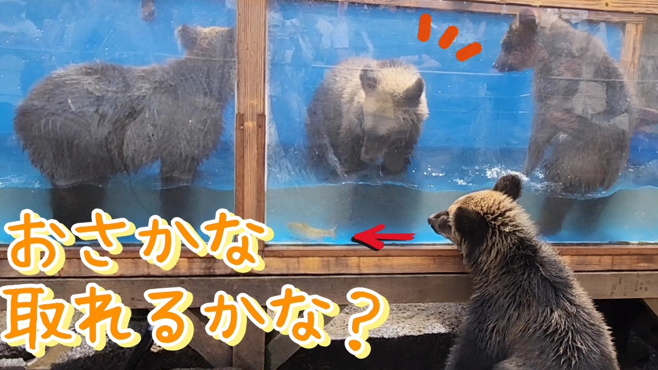 生まれて初めてのお魚ハンティング【のぼりべつクマ牧場】#北海道観光 