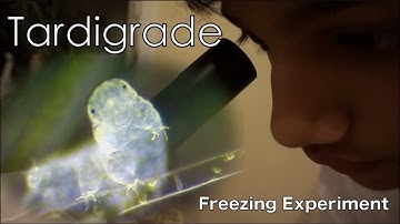Tardigrades Freezing Experiment | water bears from Carolina: School Project