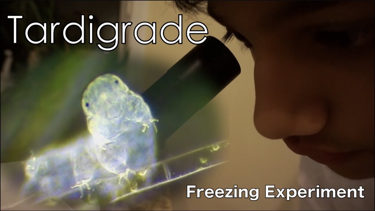 Tardigrades Freezing Experiment | water bears from Carolina: School Project