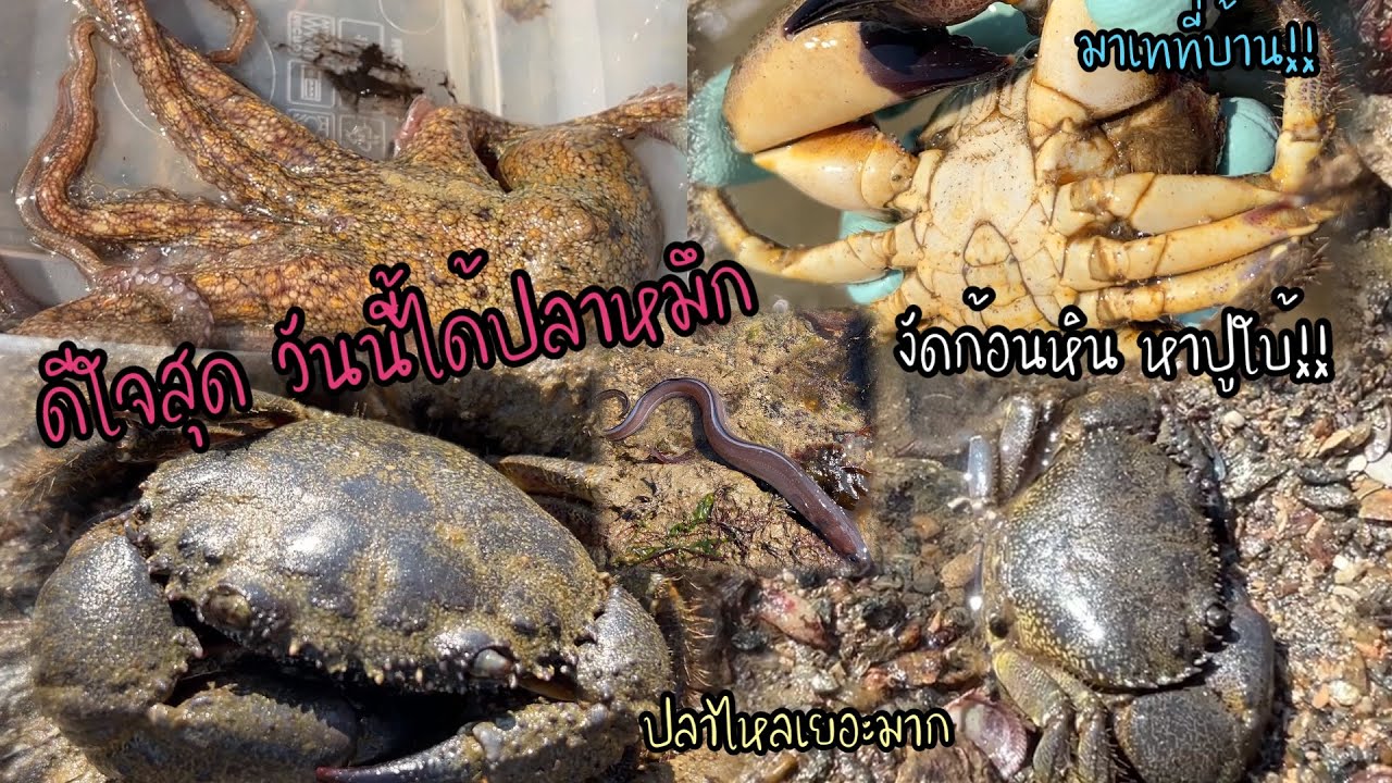 โชคดีมาก ได้จับปลาหมึกด้วย คิดถึงสมัยเกาหลีเลย จับปูวันนี้เหนื่อยแต่สนุกมาก#จับปูฝรั่งเศส