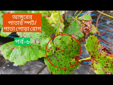 ভিডিও: আঙ্গুর প্রক্রিয়াজাতকরণ: রোগ থেকে মুক্তি পাওয়া