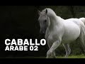 🐴⚡ CABALLO ÁRABE - Especial 02