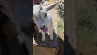 Meal Time! ☺️ #baby #goat #cute #farmlife #adoreble