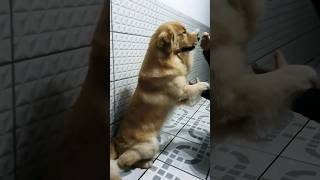 Humana toca aqui e me dá esse petisco golden retrivier aprendizado e coordenação motora ????