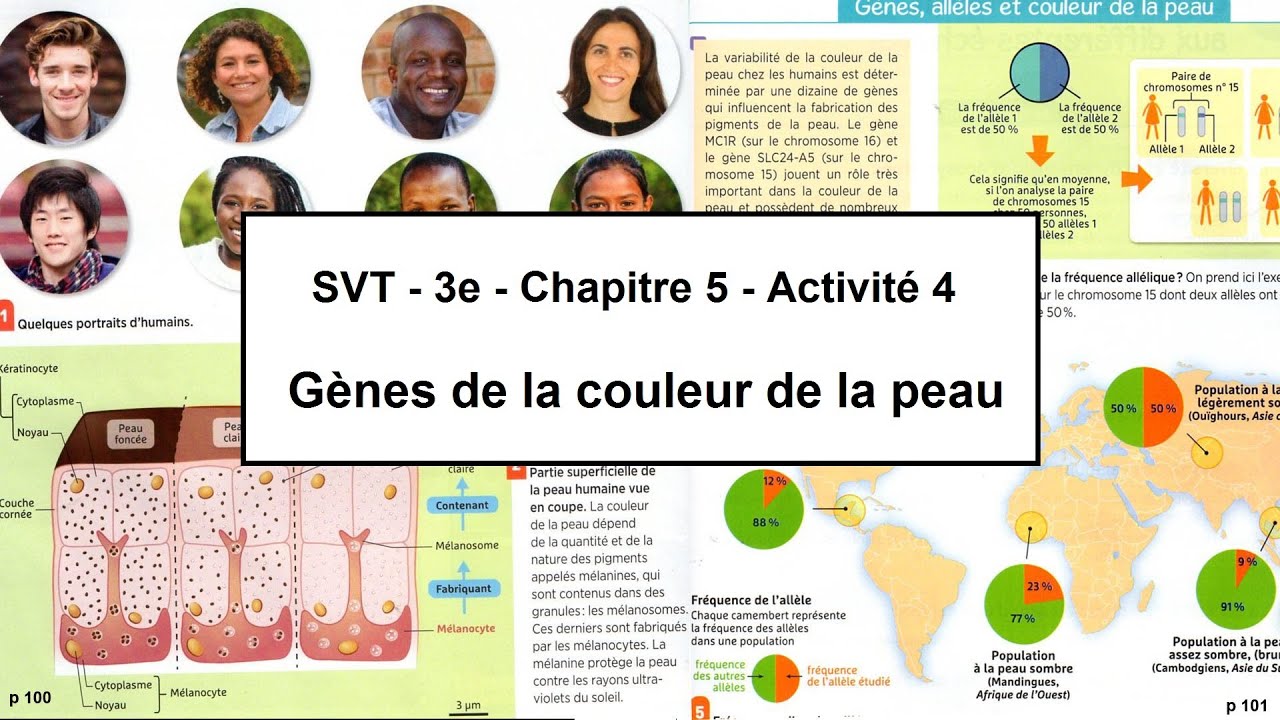 SVT 3e Chapitre 5 Activité 4 Gènes Couleur peau YouTube
