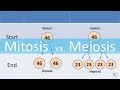 Mitosis Versus Meiosis: A Visual Comparison of Cellular Division