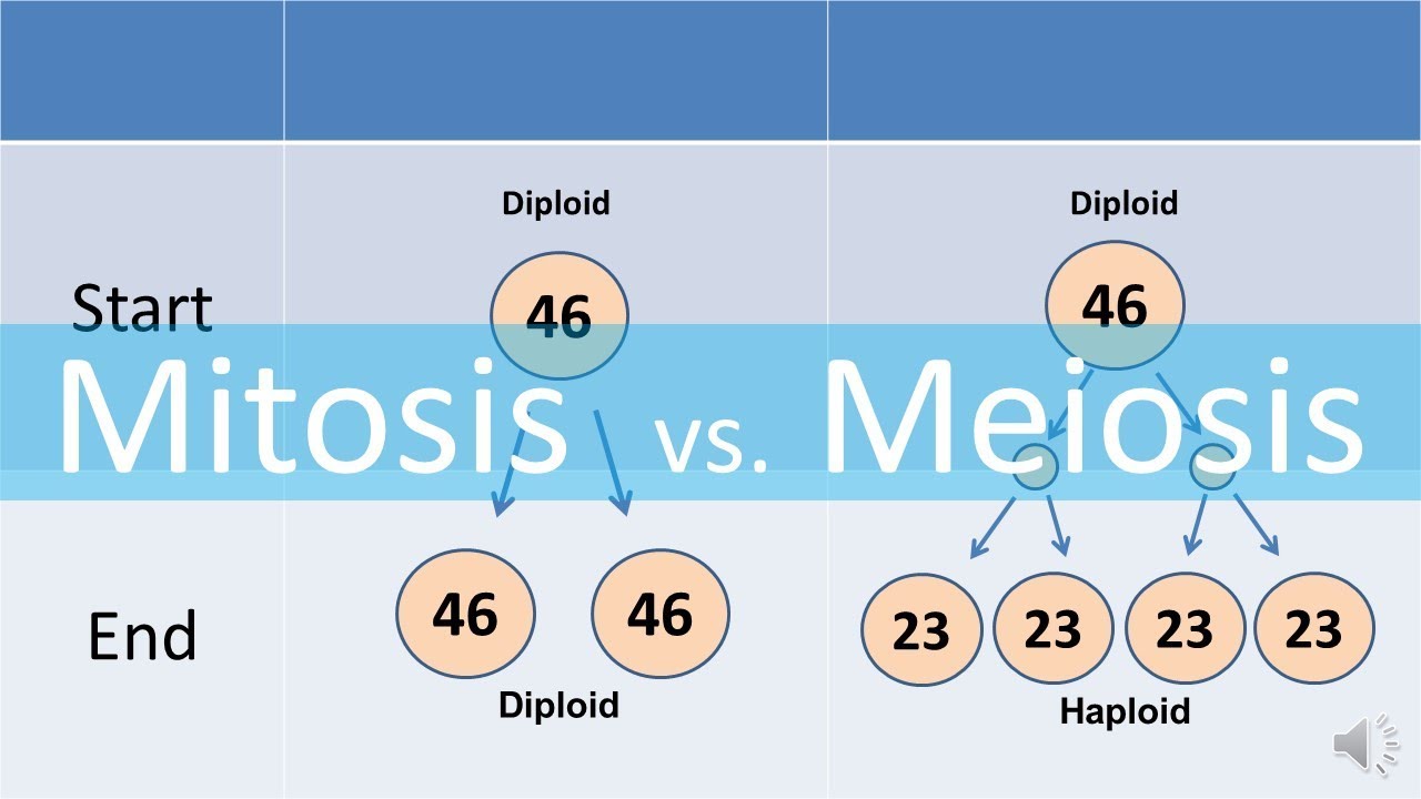 Mitosis Vs Meiosis Updated Youtube