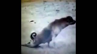 Aykut Elmas Vi̇neleri̇ Di̇lenci̇ Köpek Şfet İneleri̇