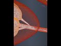 How Milk Is Produced In Mothers Body 28 3D Animation How Milk Is Produced In Mothers Body 28 3D Animation
