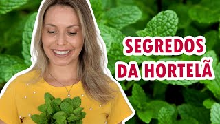 Conheça o poder da HORTELÃ | Dicas de cultivo e benefícios para a saúde