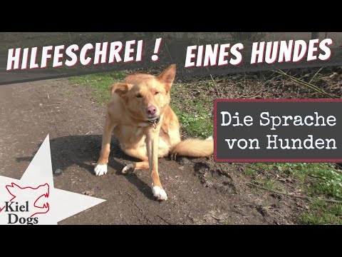 Video zum Thema
